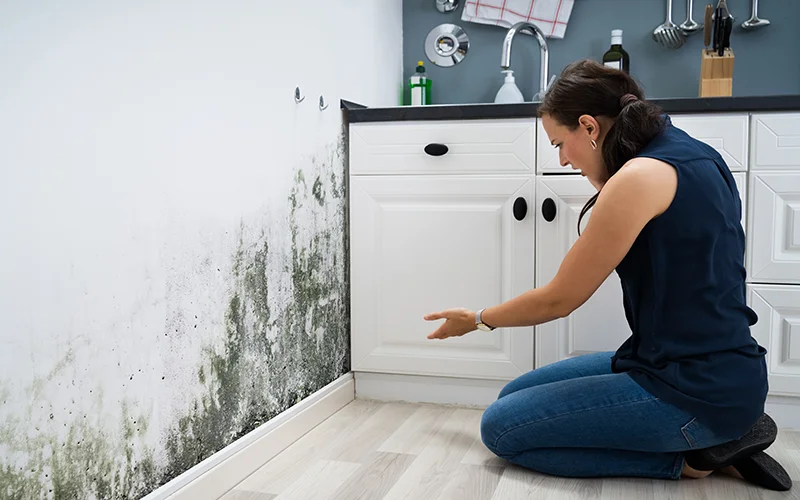 Mold Home Inspections